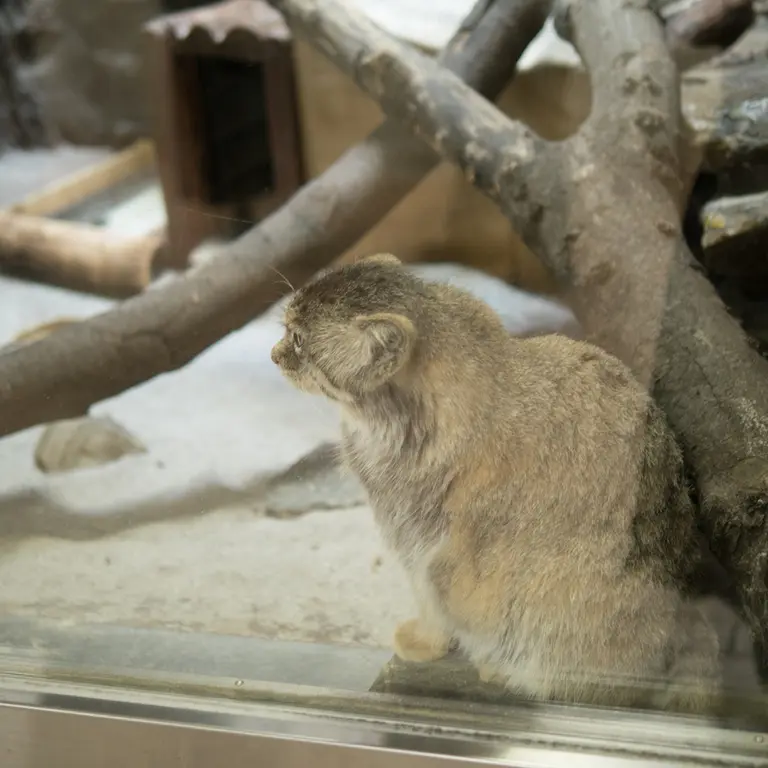 A photograph of Primula in Ueno Zoological Gardens