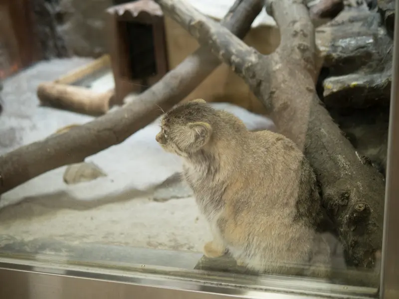 A photograph of Primula in Ueno Zoological Gardens