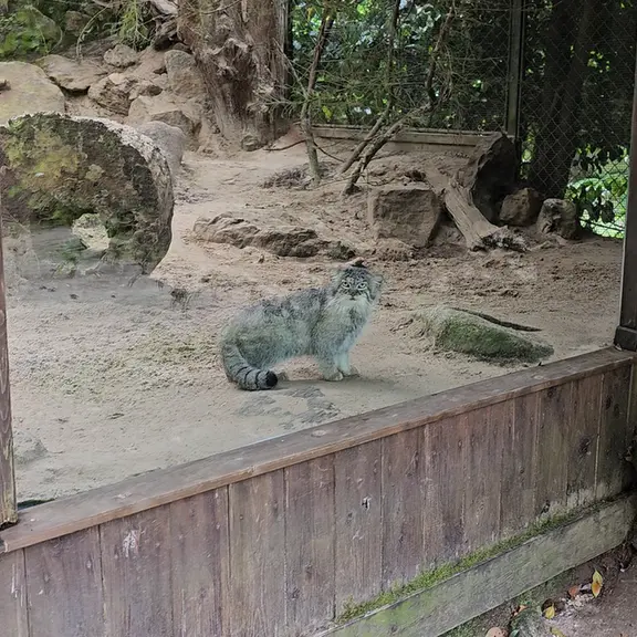A photograph of a Pallas's cat in Parco Faunistico La Torbiera