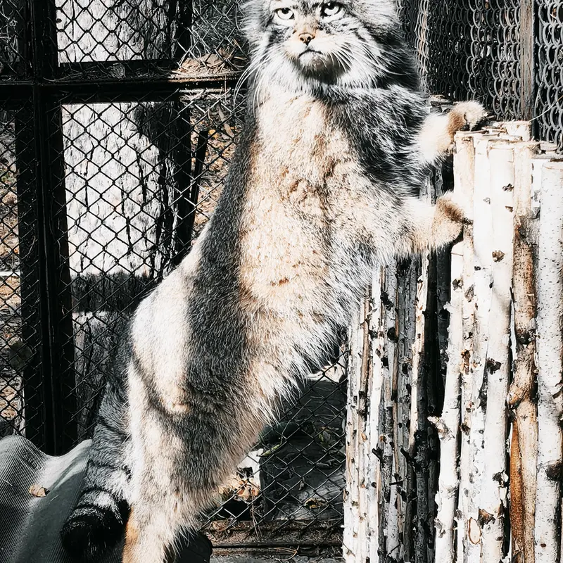A photograph of George in Novosibirsk Zoo