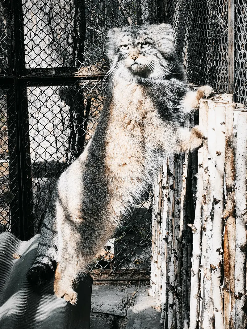 A photograph of George in Novosibirsk Zoo