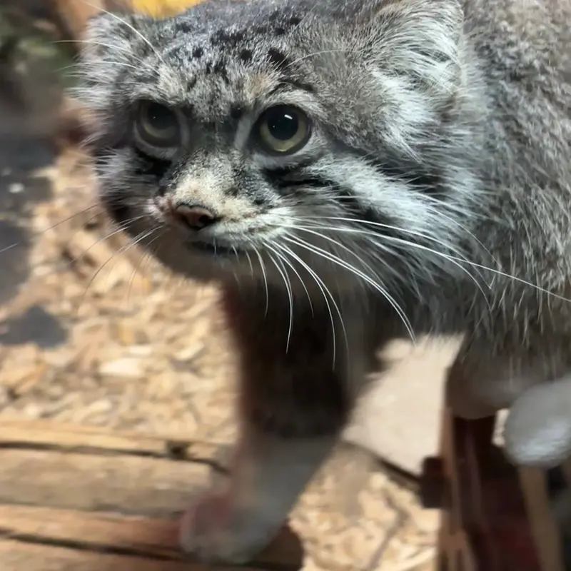 A photograph of Pabu in Lake Superior Zoo