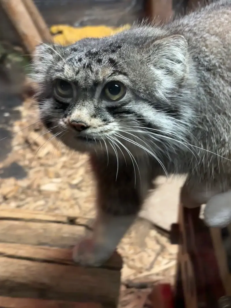 A photograph of Pabu in Lake Superior Zoo