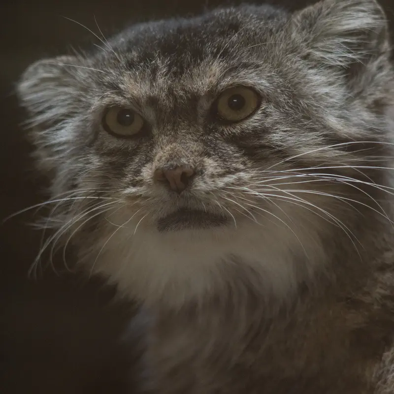 A photograph of Primula in Ueno Zoological Gardens