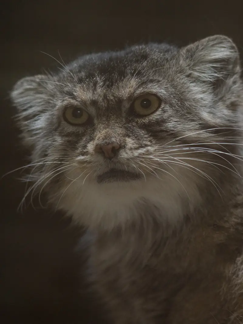 A photograph of Primula in Ueno Zoological Gardens