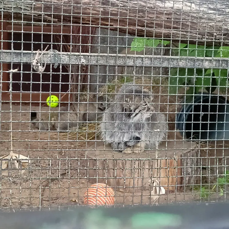 A photograph of a Pallas's cat