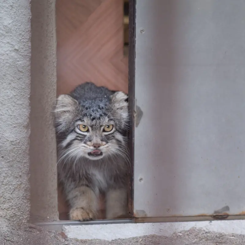 A photograph of Figa in Nogeyama Zoo