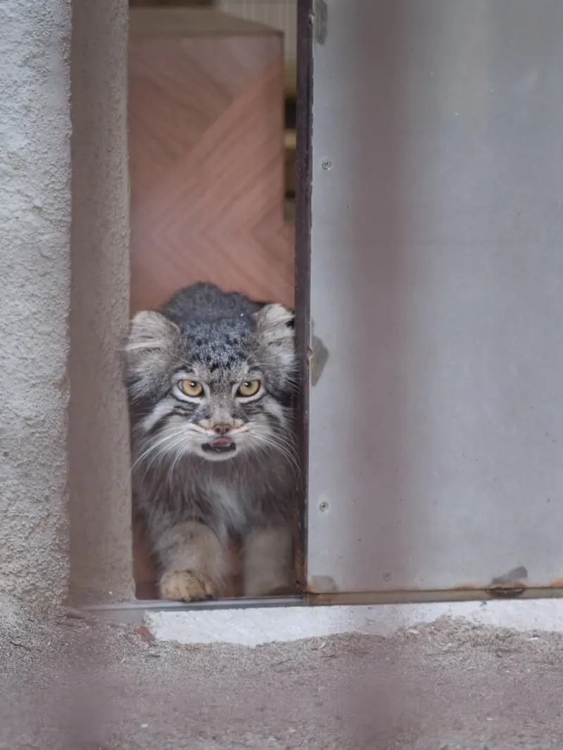 A photograph of Figa in Nogeyama Zoo