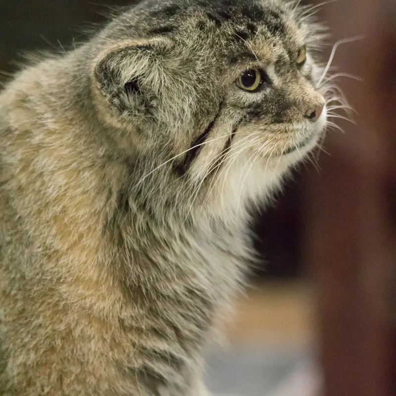A photograph of Primula in Ueno Zoological Gardens