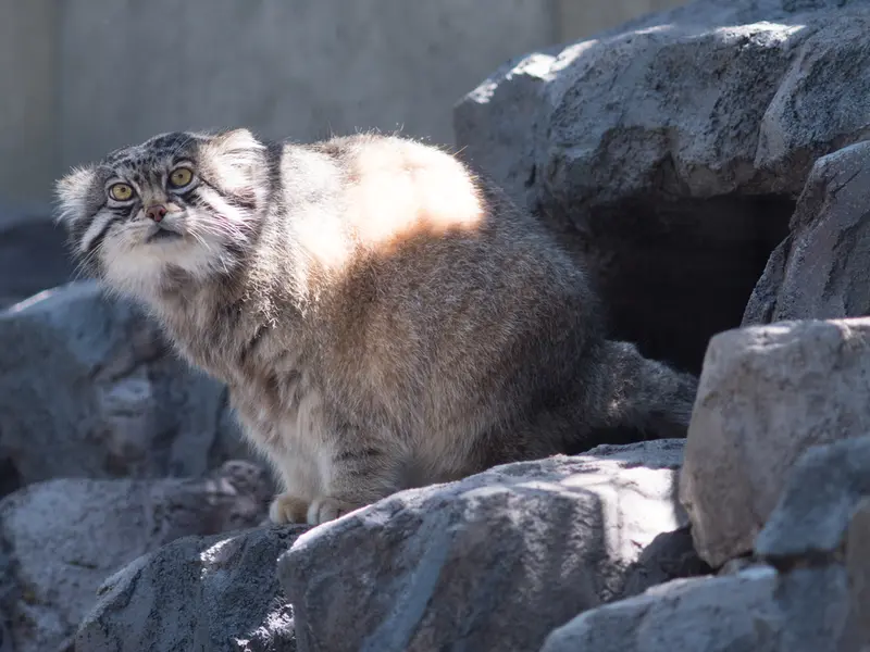 A photograph of Grusha in Asahiyama Zoo