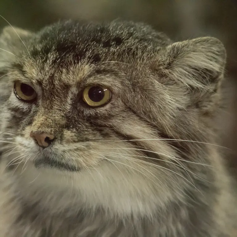 A photograph of Primula in Ueno Zoological Gardens