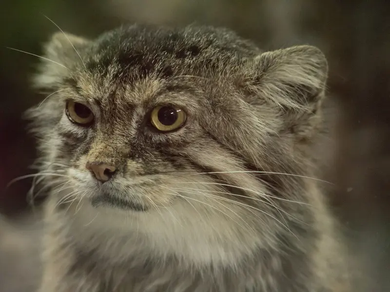 A photograph of Primula in Ueno Zoological Gardens
