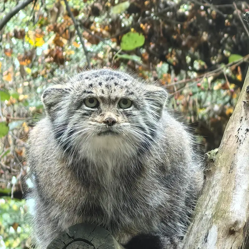 A photograph of Mia in Novosibirsk Zoo
