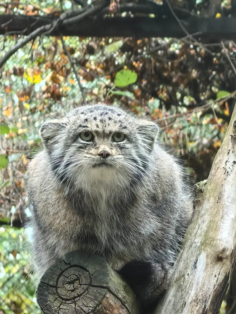 A photograph of Mia in Novosibirsk Zoo