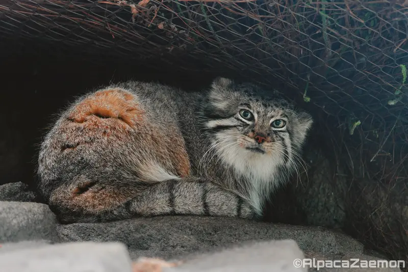 A photograph of Az in Kobe Animal Kingdom