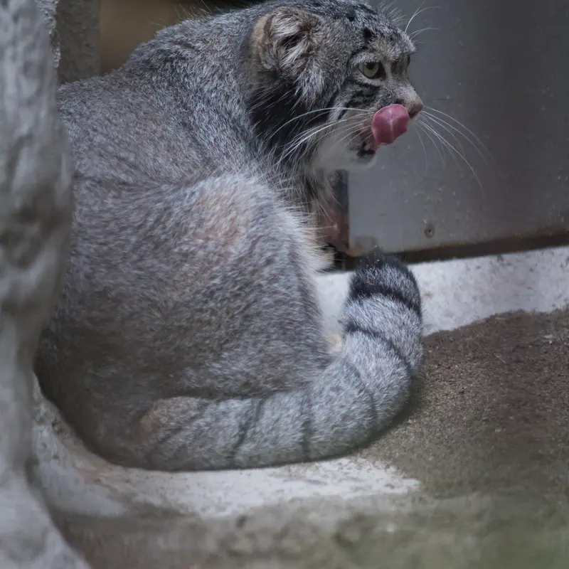 A photograph of Figa in Nogeyama Zoo