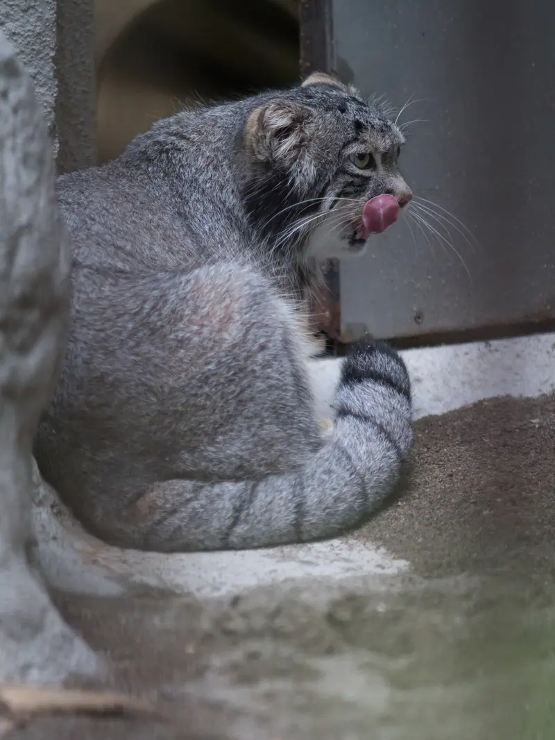 A photograph of Figa in Nogeyama Zoo