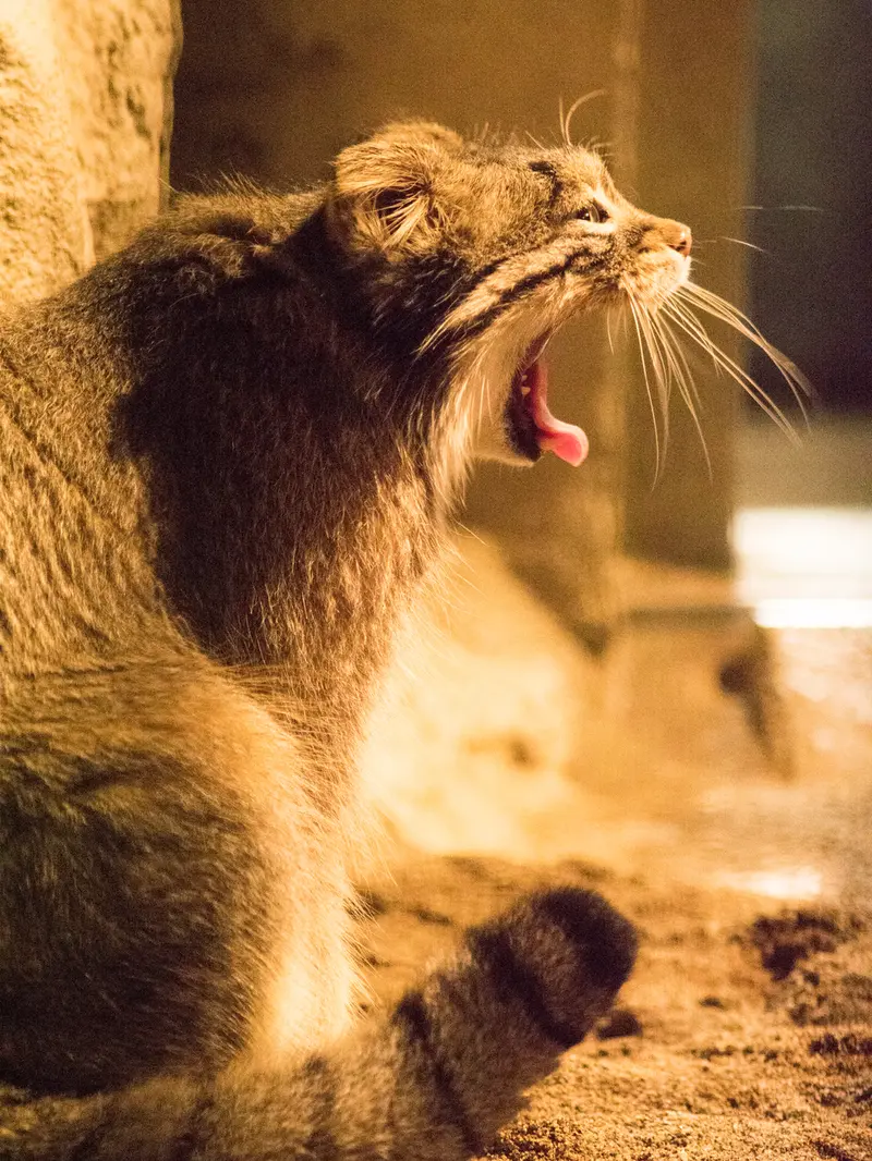 A photograph of Figa in Nogeyama Zoo