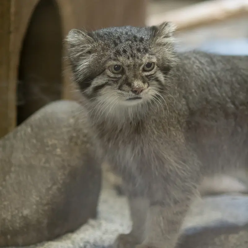 A photograph of Klyon in Ueno Zoological Gardens