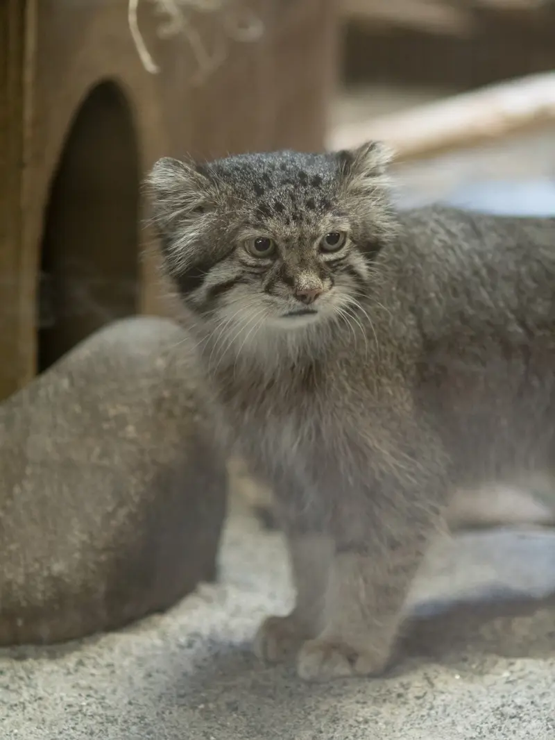 A photograph of Klyon in Ueno Zoological Gardens