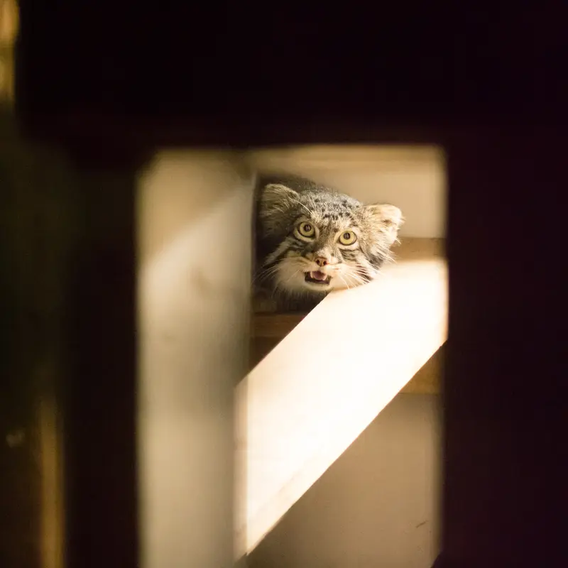 A photograph of Figa in Nogeyama Zoo