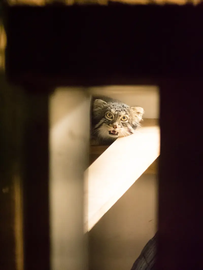 A photograph of Figa in Nogeyama Zoo