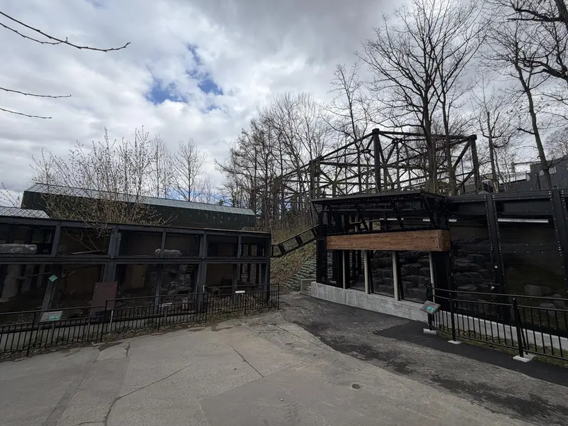 A photograph of a Pallas's cat