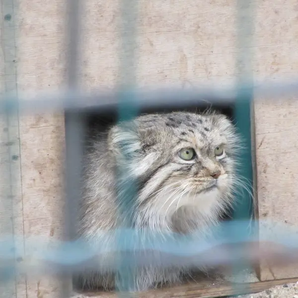 A photograph of Manuela in Magdeburg Zoo