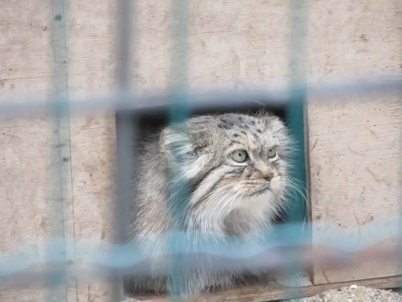 A photograph of Manuela in Magdeburg Zoo