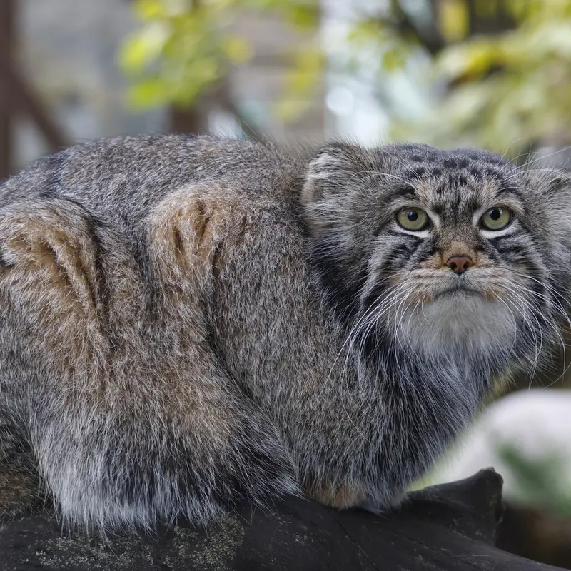 A photograph of Timofey in Moscow zoo