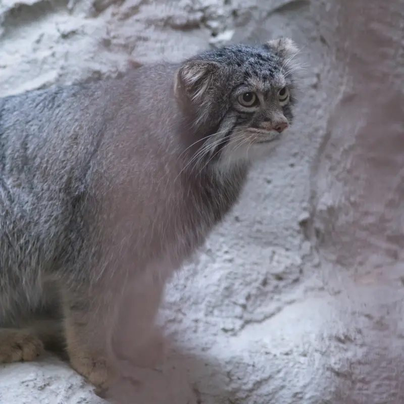 A photograph of Figa in Nogeyama Zoo