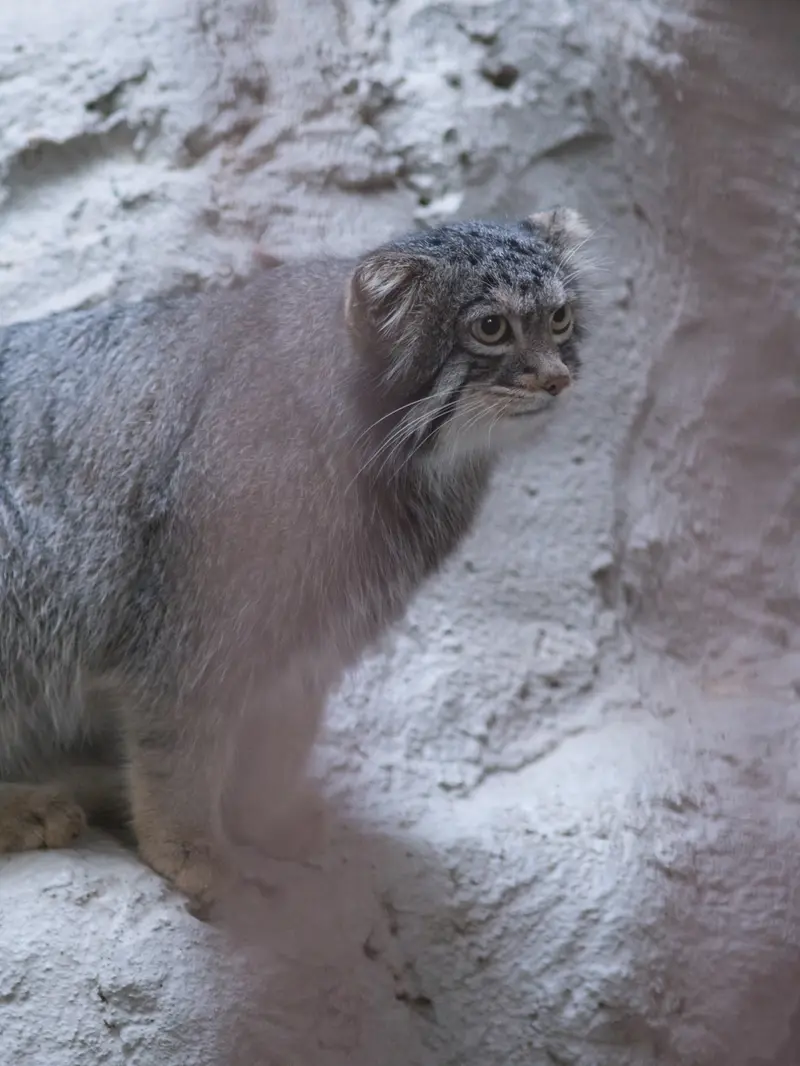 A photograph of Figa in Nogeyama Zoo