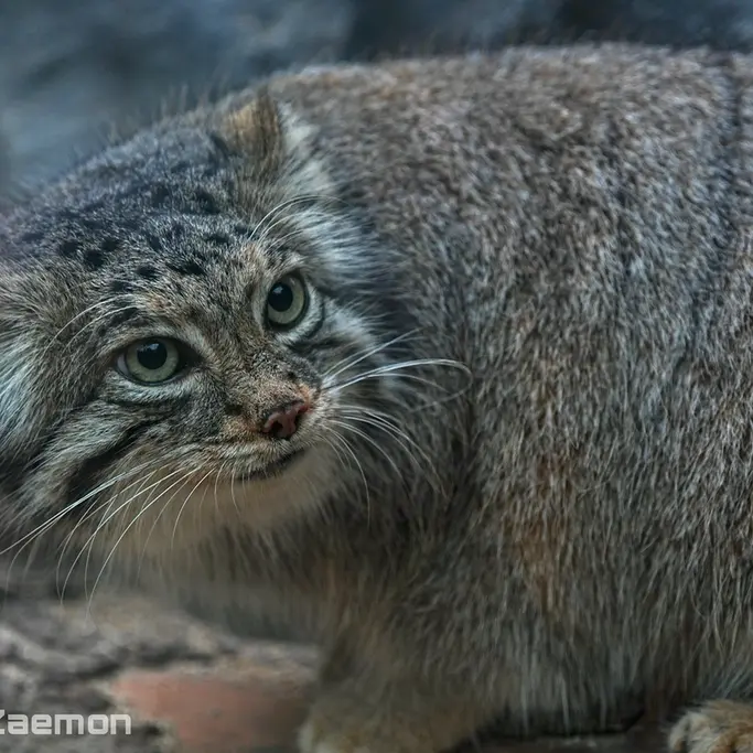 A photograph of Az in Kobe Animal Kingdom