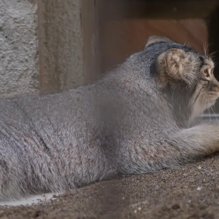A photograph of a Pallas's cat in Nogeyama Zoo