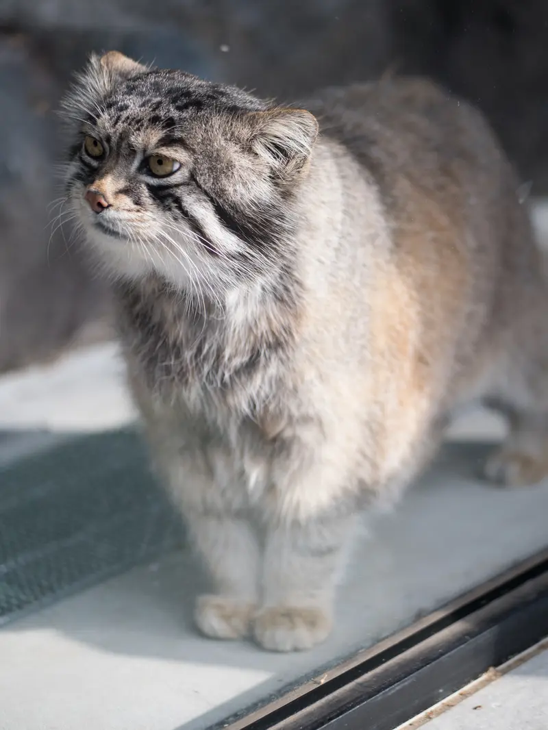 A photograph of Grusha in Asahiyama Zoo