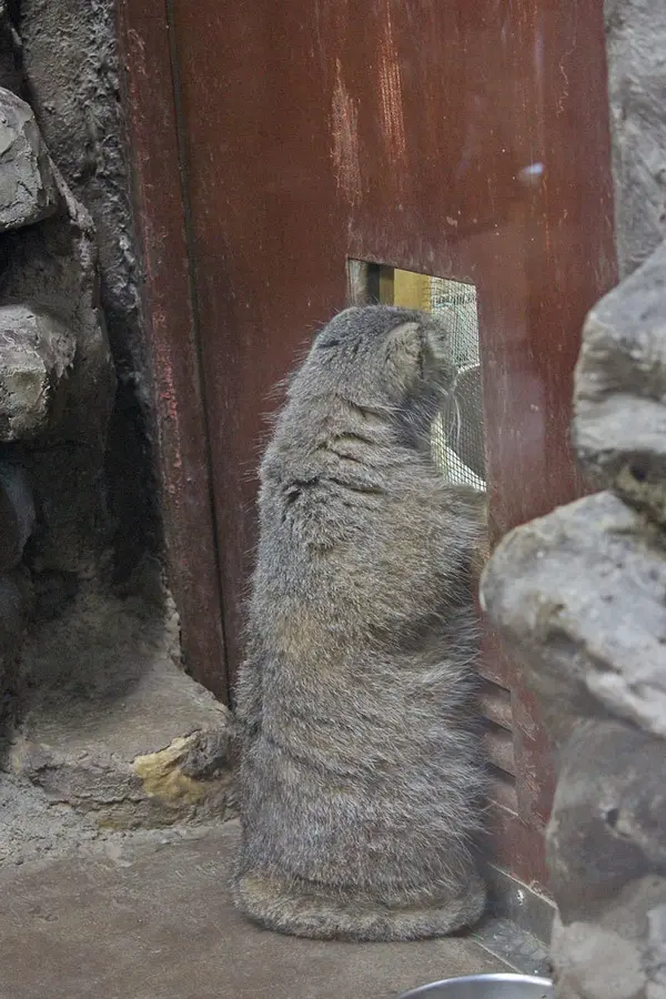 A photograph of Yus in Ueno Zoological Gardens