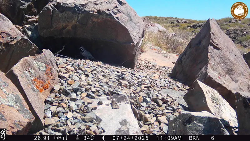 A photograph of a Pallas's cat from Kiikbai camera trap