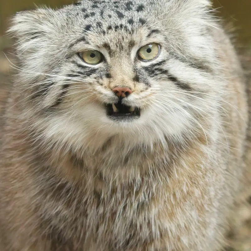 A photograph of Lotos in Saitama Children's Zoo