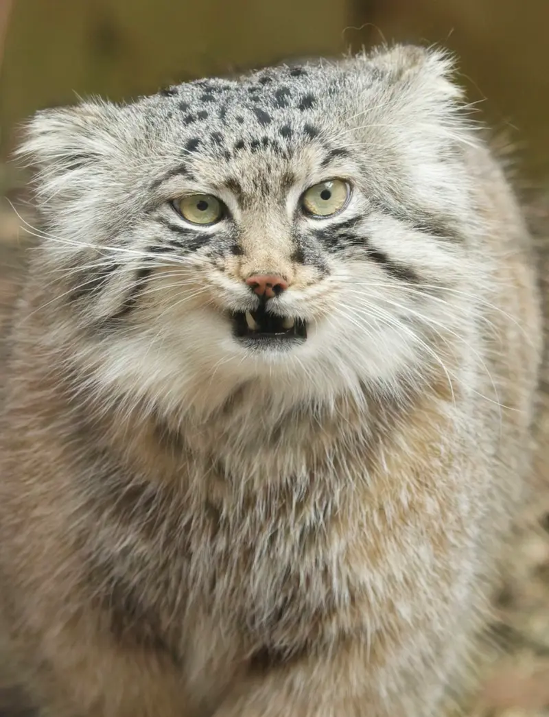 A photograph of Lotos in Saitama Children's Zoo