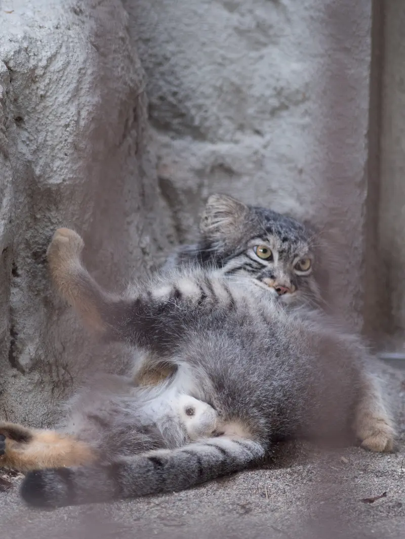 A photograph of Figa in Nogeyama Zoo