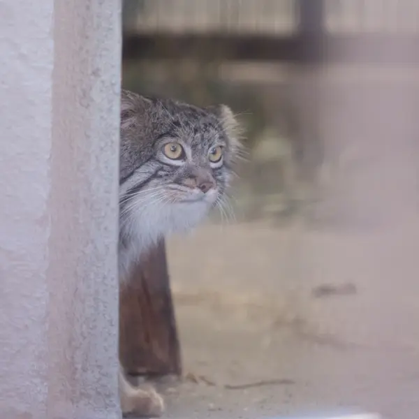 A photograph of Figa in Nogeyama Zoo