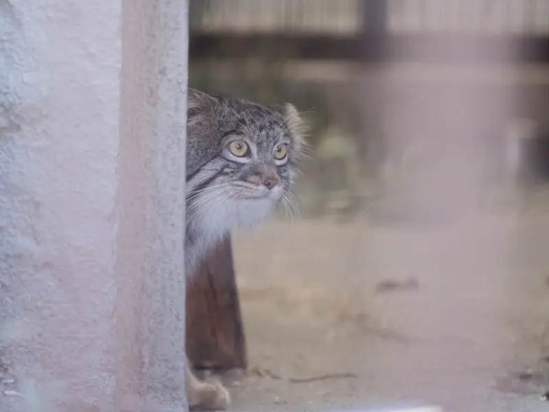 A photograph of Figa in Nogeyama Zoo