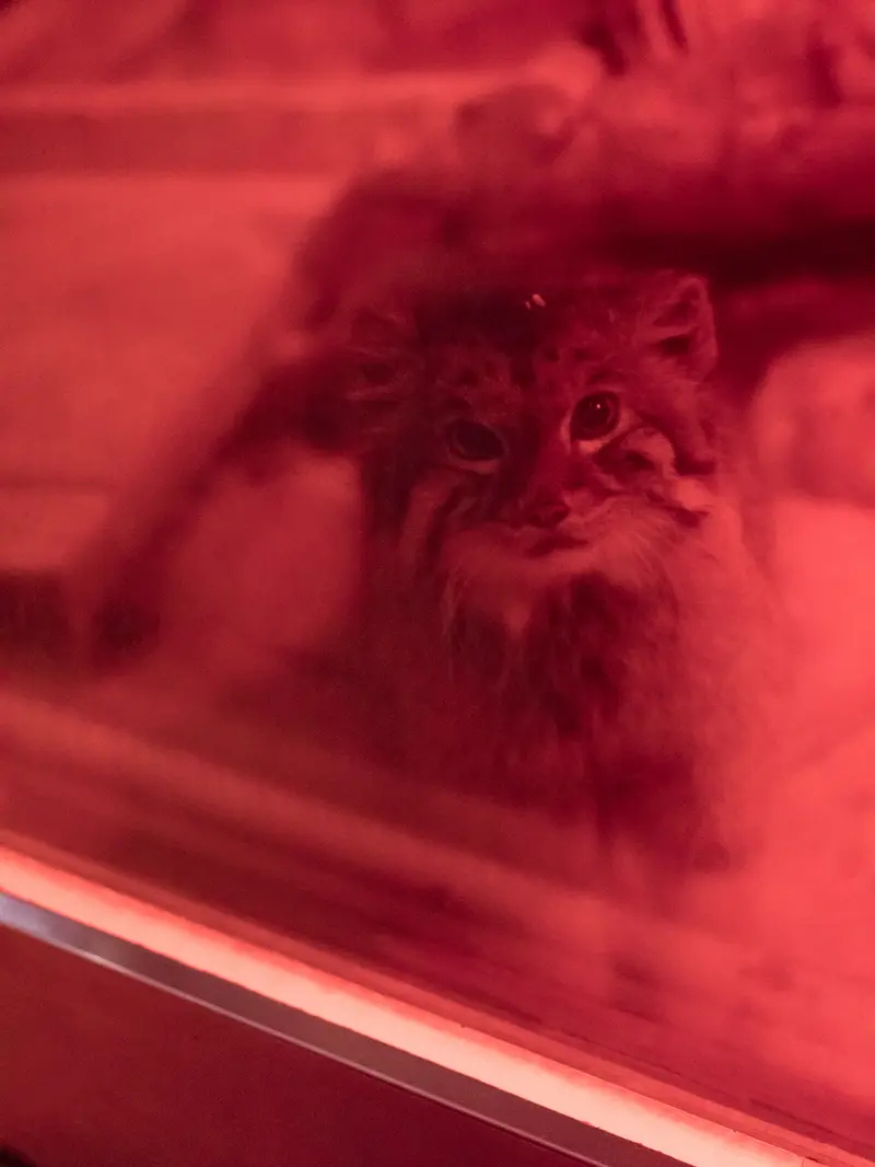 A photograph of Naim in Ueno Zoological Gardens