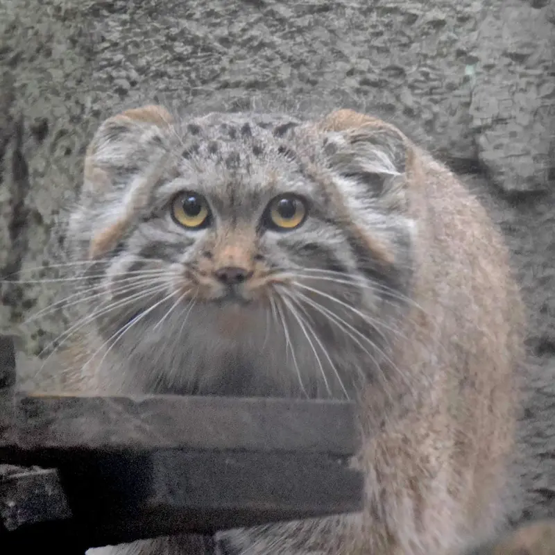 A photograph of Lucy in Budapest Zoo & Botanical Garden