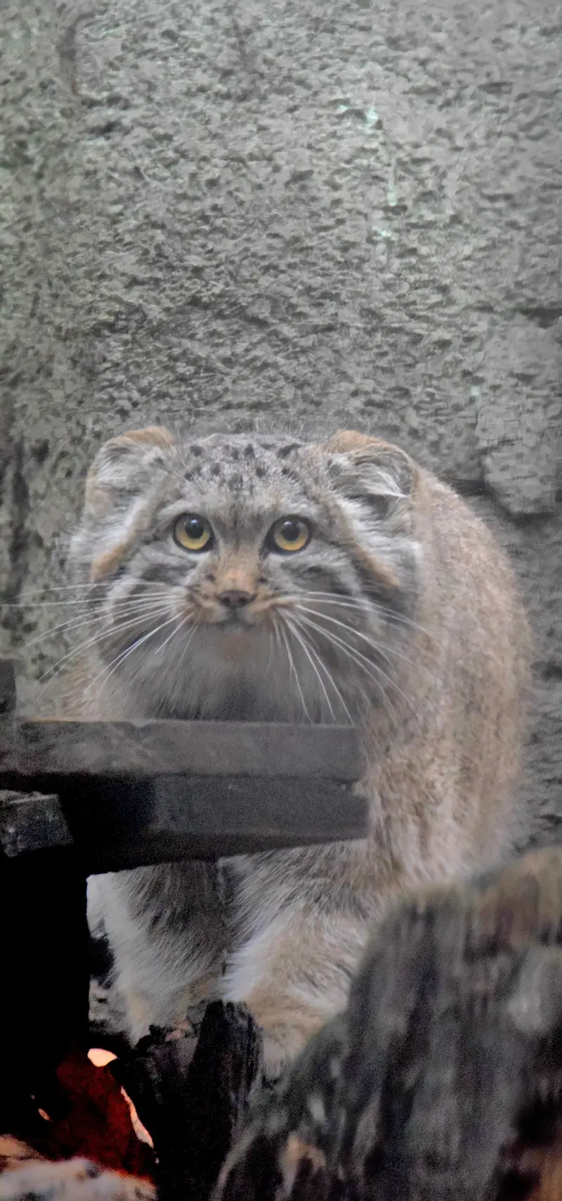 A photograph of Lucy in Budapest Zoo & Botanical Garden