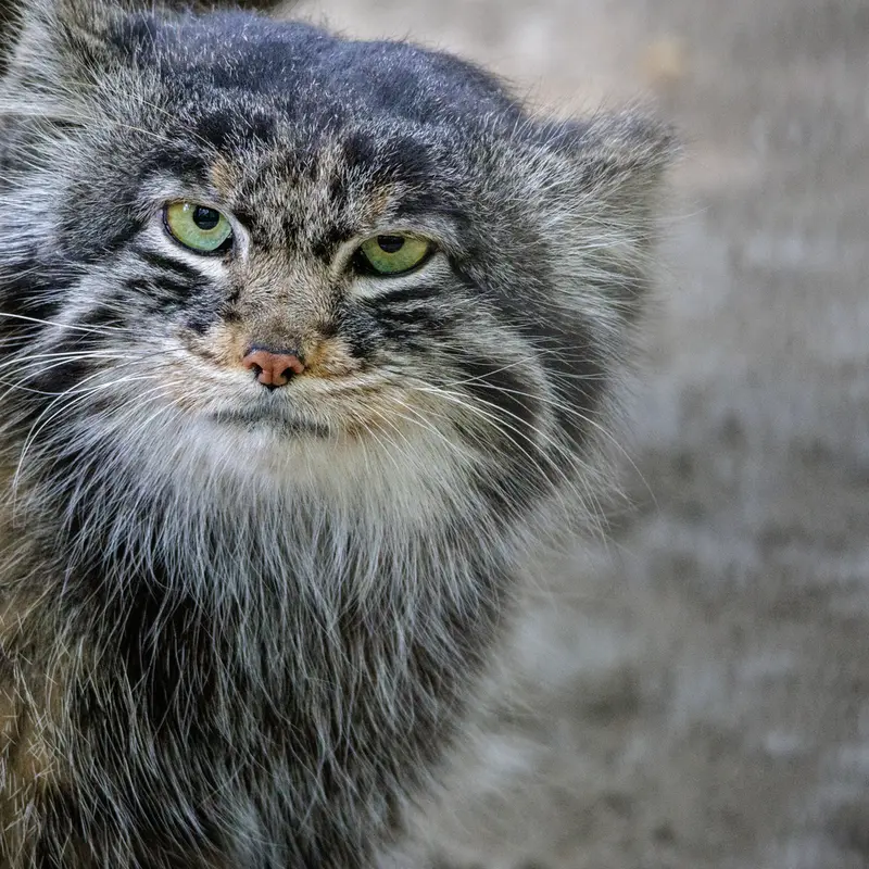 A photograph of Marik in Novosibirsk Zoo