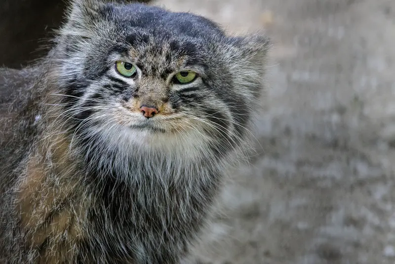 A photograph of Marik in Novosibirsk Zoo