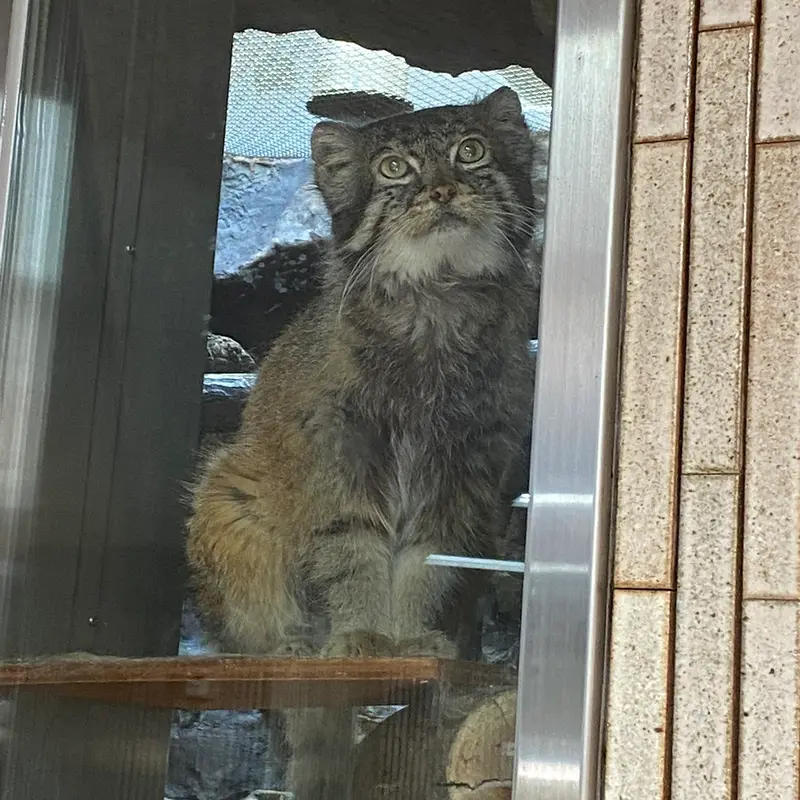 A photograph of a Pallas's cat in Ueno Zoological Gardens