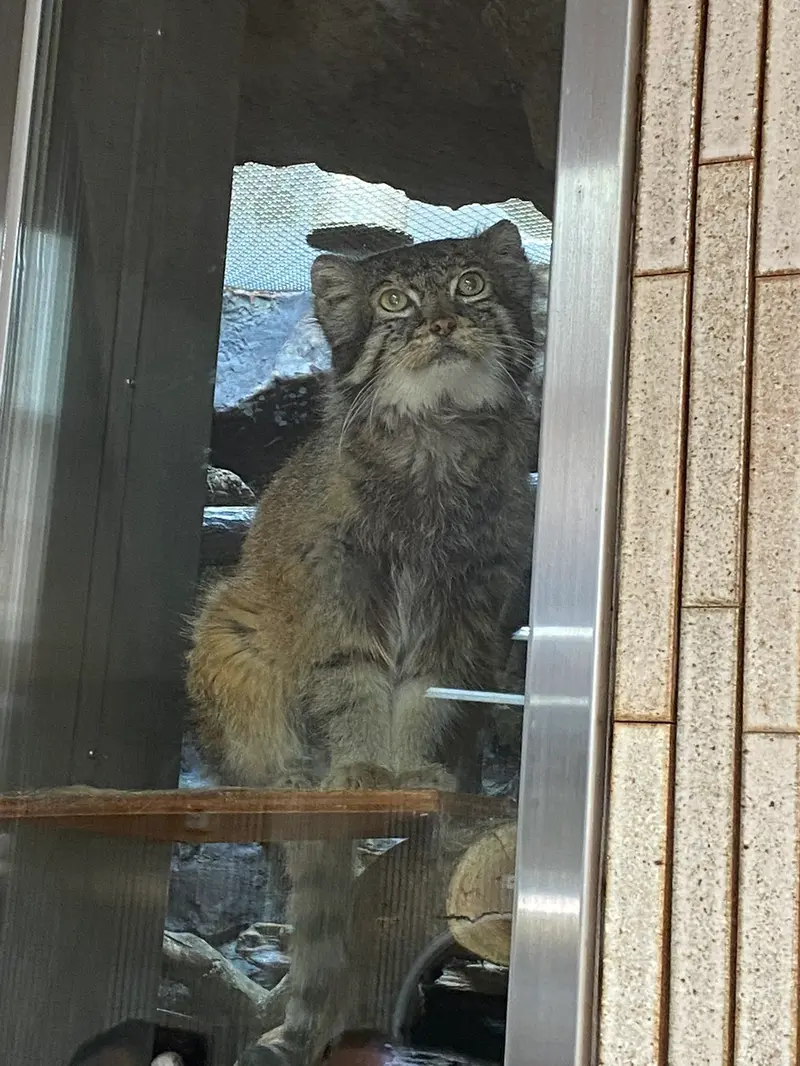 A photograph of a Pallas's cat in Ueno Zoological Gardens