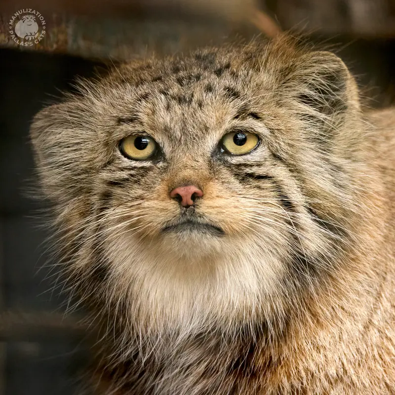 A photograph of Namika in Leningrad zoo